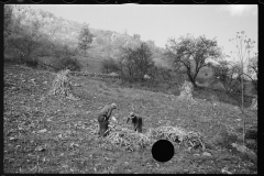 1741_Sourgum harvest, Virginia