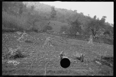 1742_Sourgum harvest, Virginia