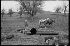 1802_Using horses to haul lumber , Vermont