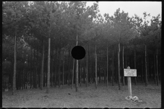 1809_White Pine , Battell Research Forest , Middlebury , Vermont