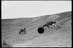 1824_Cattle grazing, open ground 