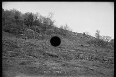 1841_Cattle grazing on rocky sloping ground