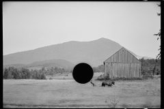 1880_Mowing hay , level ground 