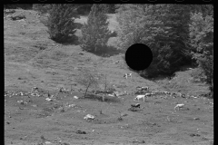 1881_ Cattle grazing rocky hillside, probably Lowell , Vermont