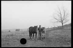 1895_Young farmer with horse and foal 