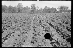 1933_Probably rows of cabbages 