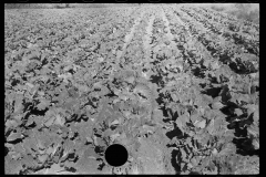 1934_ Rows on cabbages ,