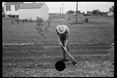 1977_Farmer tilling  vegetable crop , Decatur Homesteads
