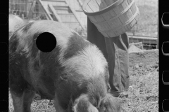 1981_Feeding pigs corn  , Scioto Farms, Ohio