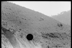 2004_Soil erosion and slippage, steep hillside tree planted 