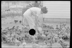 2009_Feeding the chickens , Wabash Farms, Indiana