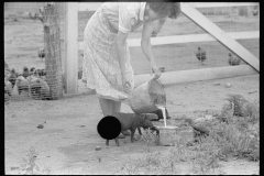 2010_Feeding the chickens , Wabash Farms  Indiana