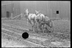 2014_Horse drawn harrow ,  Wabash Farms,  Indiana