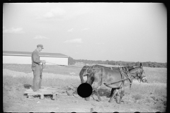 2019_ levelling land with a pair of mules. 