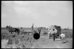 2047_ Gathering cranberries , Burlington County