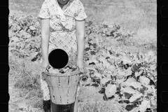 2058_Harvesting  kale ,