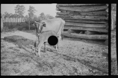 2065_Cow with calf , Hale county ,Alabama