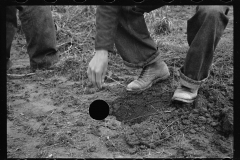 2180_Planting locust root cutting, Natchez Trace Project