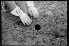 2181_Planting locust root cutting, Natchez Trace Project