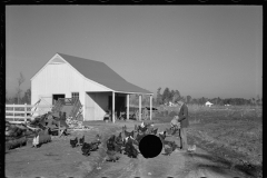 2237_Zeb Atkinson with chickens, his homestead,  Penderlea Farms