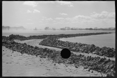 2348_After the Connecticut River had subsided near Hatfield, Massachusetts