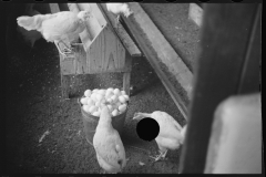 2374_ Chickens , the Jewish poultry cooperative at Liberty, New York