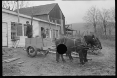 2379_ Cart removing chicken manure f rom the Jewish poultry cooperative, Liberty, New York