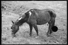 2443_Neglected horse owned by rehabilitation client, Jackson County, Ohio