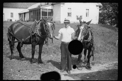 2538_ Work horses for Judging at the fair Albany , Vermont