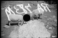 2540_Sheep on farm near North Troy , Orleans County, Vermont