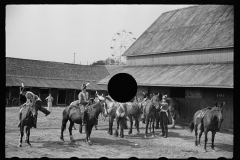 2548_Mounting horses  for display , Morrisville Fair ,  Vermont .