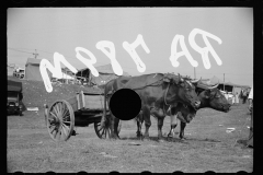 2549_Bullock cart , Morrisville Fair ,  Vermont