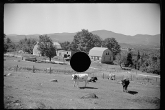 2550_ Some cattle on sheep farm near North Troy , Orleans County, Vermont