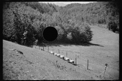 2551_ Sheep on farm , North Troy , Orleans County, Vermont