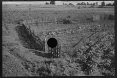 2610_ Bud Fields' garden, Hale County, Alabama