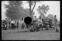 2626_Dynamometer in use,  horse-pulling contest, Eastern States Fair