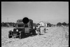 02636_ Loading freshly -harvested celery,   Sanford, Florida