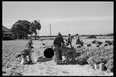 2637_Rolling bleaching paper used to keep celery stalks white, Sanford, Florida