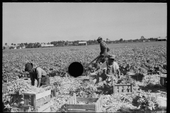 2640_Harvesting celery, Sanford, Florida