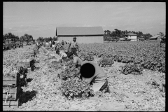 02641_Harvesting celery, Sanford, Florida