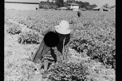 2642__Harvesting celery, Sanford, Florida