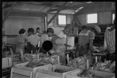 2644_ Migrant workers packing celery at Sanford, Florida.