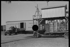 2645_Loading celery, Sanford, Florida