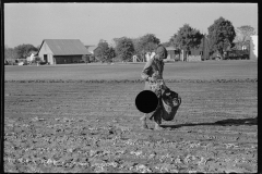 2653_Picking discarded  portion of crop, Sanford , Florida,