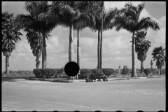 2663_African -American itinerant bean-pickers hitching a ride , Belle Glade , Florida