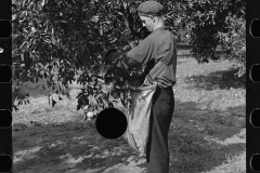 2673_Orange picking probably migratory,  Polk County, Florida