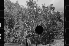 2675_A Florida orange picker. probably a  migrant worker, Polk County,                     