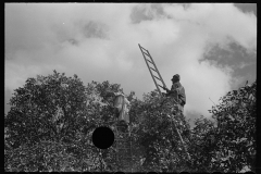 2677_Orange picking ,   Polk County, Florida