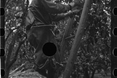 2682_ A migrant orange picker, Polk County, Florida