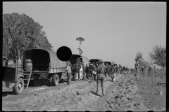 2684_Trucks used in planting operations, Withlacoochee